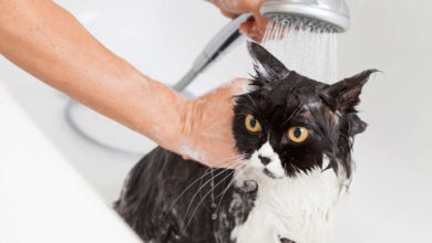 зошто мачките не сакаат вода