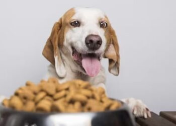 Кучињата и храната