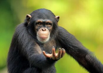 Шимпанзо