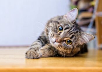 мачките да се стерилизираат