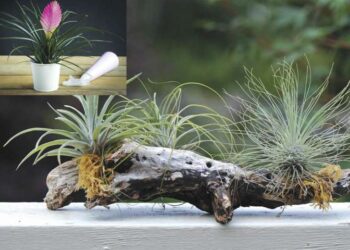 Воздушни растенија