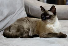 бурманска мачка
