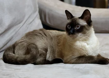 бурманска мачка