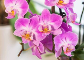 орхидеи