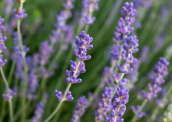 Лаванда