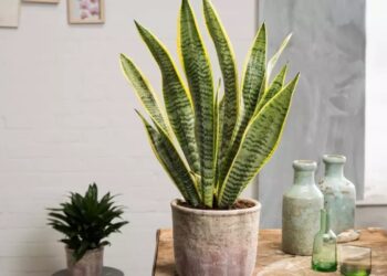 Сансеверија