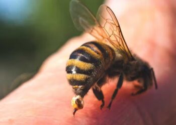 Убод од пчела