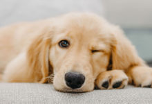 куче намигнува