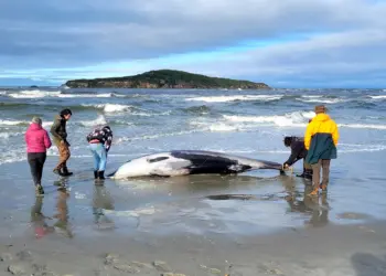 На плажа во Нов Зеланд пронајден најреткиот вид на кит на светот