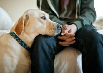 Како се чувствуваат кучињата