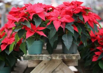 Божиќна ѕвезда