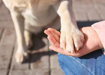 Вашето куче често ви ја става шепата