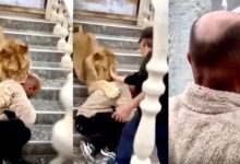 Lav milenik napadna chovek vo Albanija