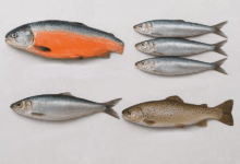 4 најздрави видови риби