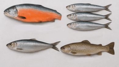 4 најздрави видови риби