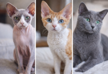 3 раси на мачки што речиси не пуштаат влакна