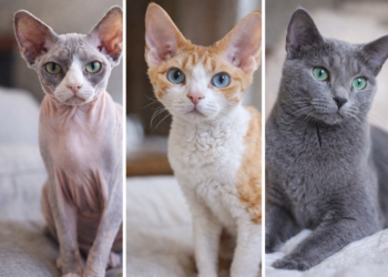 3 раси на мачки што речиси не пуштаат влакна