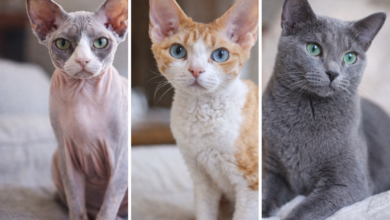 3 раси на мачки што речиси не пуштаат влакна