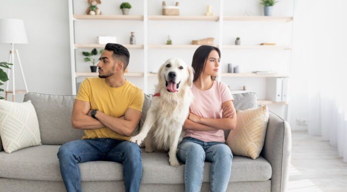 Бразил воведува заедничко старателство над домашни миленици за разведени парови старателство над домашни миленици за разведени парови