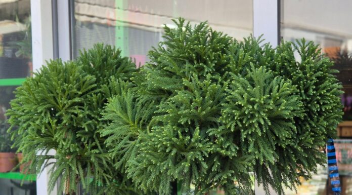 Што да садите во урбани средини, кои видови растенија успеваат и од каде да ги набавите?